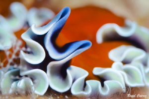 Curious Flat worm by Raoul Caprez 
